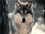 Loups